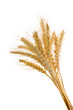 Photo: Wheat ears Wheat ears
