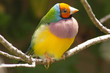 Gouldian Orange headed finch