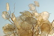 Silver Immortelle  4