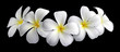 Bouquet de fleurs de frangipanier