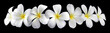 Bouquet de fleurs de frangipanier