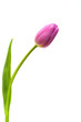 Single pink tulip