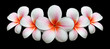 Bouquet de fleurs de frangipanier
