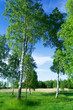 Birch trees at lake side in June