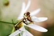 live bee for dinner 8