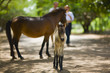 horses baby