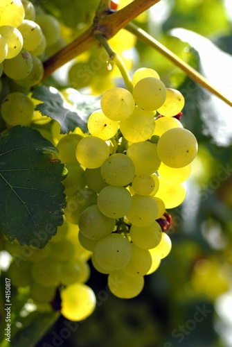 raisin blanc