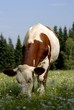 vache vache