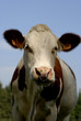 vache