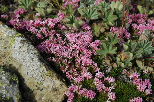 gebirgsblume