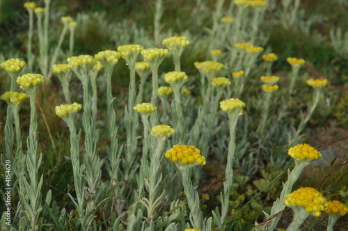 gebirgsblumen