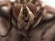 Fly face eyes