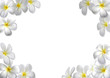 Composition de fleurs de frangipanier