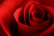 Foto: Red rose macro Red rose macro