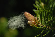 pollen au vent