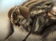 Fly face eyes