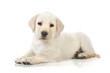 Foto: Puppy lying down Puppy lying down