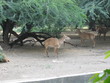 Nilgai