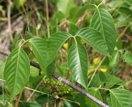 Photo: Several Poison Ivy Stalks Several Poison Ivy Stalks