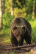 ours brun finlandais