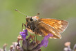 Papillon 2