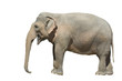 Elefant Elefant