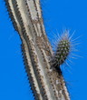 Candle cactus