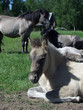 Tarpan like polish horse