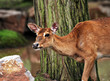 Red deer