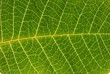 Leaf background