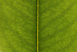 Leaf background