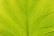 Leaf background