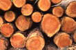 Lumber
