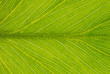 Leaf background