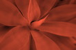 roter Hintergrund