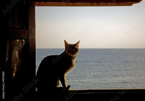 The cat and the sea