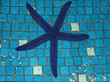Blue Starfish Blue Starfish