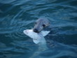 Le phoque et le requin