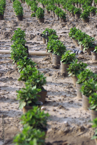 Foto: Chrysanthem Plantage Chrysanthem Plantage