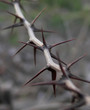 Thorn Closeup Thorn Closeup