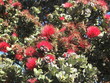 hawaii volcanic cinder flowers