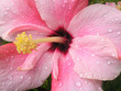 pink hibiscus