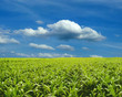 Foto: Corn field under blue sky Corn field under blue sky