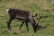 Reindeer Reindeer