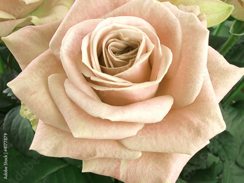 Foto: rose rose