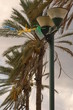Date palm in a que Date palm in a que