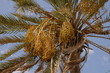 Date tree with bunch of date Date tree with bunch of date
