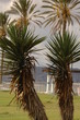 Date-Palm tree Date-Palm tree