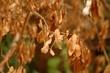 Dry leaves Dry leaves