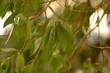 Green leaves of Mango Green leaves of Mango